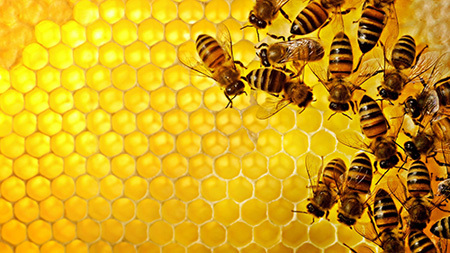 معده زنبور عسل*