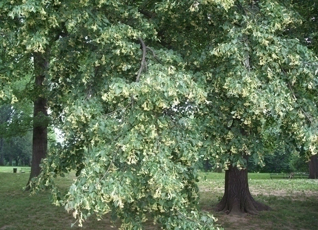  درخت نمدار 