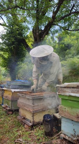 برداشت عسل در جنگلهای لاهیجان