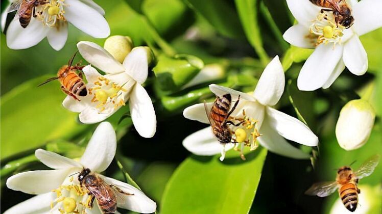 «مسیرهای وزوزی»؛ اتحادیه اروپا برای زنبورها خطوط پروازی امن راه‌اندازی می‌کند.
