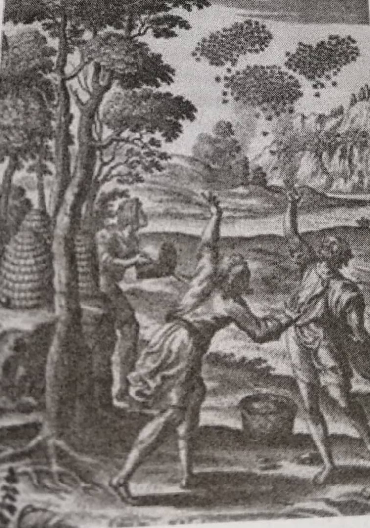 تاریخچه عسل* (3)