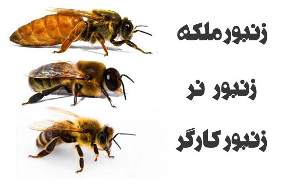 از تولد تا مرگ یک زنبور ملکه، ناگفته هایی که نمی دانید!