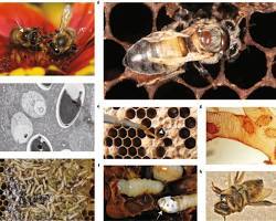 کنترل کنه واروآ (Varroa destructor) و بیماری واروآزیس در زنبور عسل (Apis mellifera L.): استراتژیهای فعلی، مقاومت، باقیماندههای دارویی و چالشهای آینده